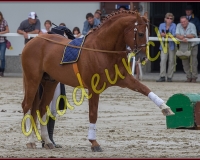 2cheval321