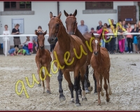 2cheval387