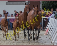 2cheval394