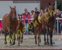 2cheval403