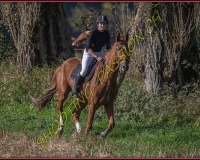 1CHASSE0026