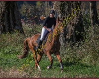1CHASSE0028