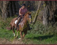 1CHASSE0038