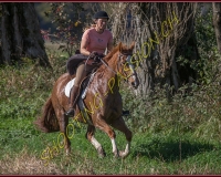 1CHASSE0040