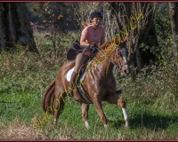 1CHASSE0041