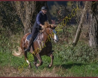 1CHASSE0050