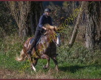 1CHASSE0051
