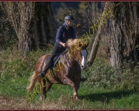 1CHASSE0052