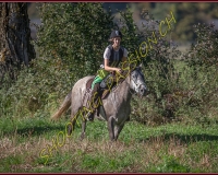 1CHASSE0071