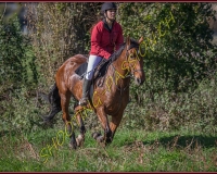 1CHASSE0111