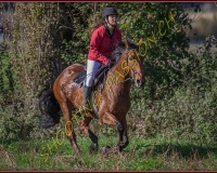 1CHASSE0112