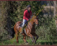 1CHASSE0113