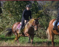 1CHASSE0164