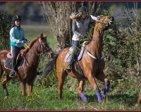 1CHASSE0178