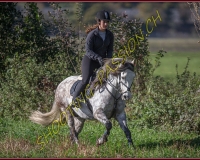 1CHASSE0186