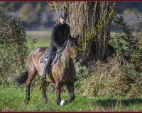 1CHASSE0193