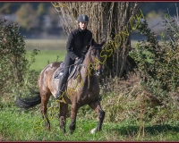 1CHASSE0194