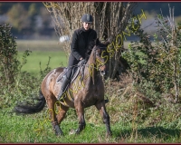 1CHASSE0195
