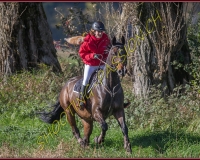1CHASSE0216