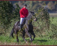 1CHASSE0248