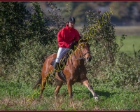 1CHASSE0252