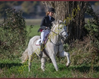1CHASSE0262
