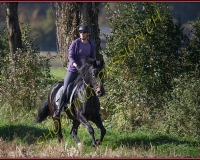 1CHASSE0277