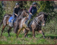 1CHASSE0292