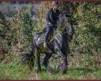 1CHASSE0294