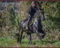 1CHASSE0295