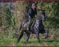 1CHASSE0296