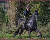 1CHASSE0297