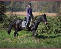 1CHASSE0303