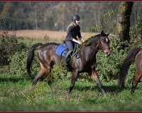 1CHASSE0310