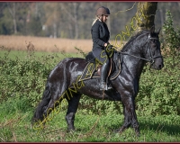 1CHASSE0317