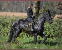 1CHASSE0319