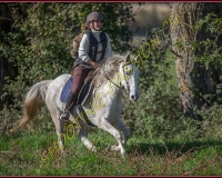1CHASSE0353