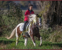 1CHASSE0376