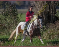 1CHASSE0377