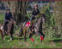 1CHASSE0384