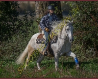 1CHASSE0406