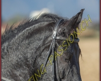 1CHASSE0531