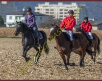 1CHASSE0646