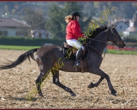 1CHASSE0693
