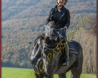 2CHASSE0293