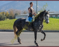 2CHASSE0384