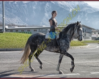 2CHASSE0388-Modifier