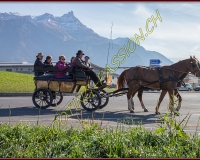 2CHASSE0392