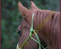 1AUTIGNY-0064
