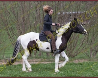 8LUSSY036